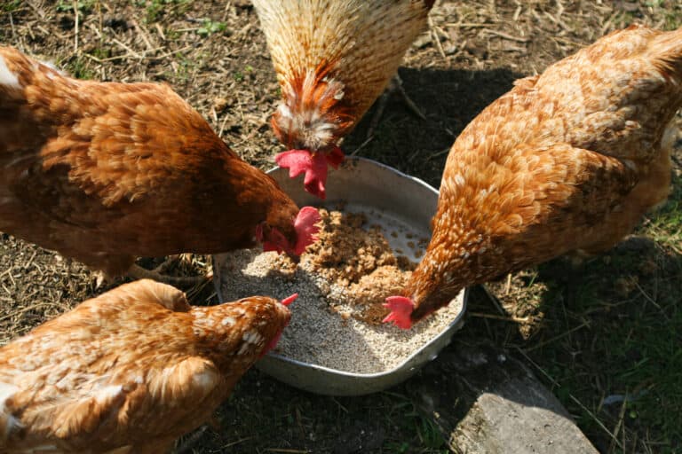 Can Chickens Eat Cheese? (Benefits, Risks & Safe Types)