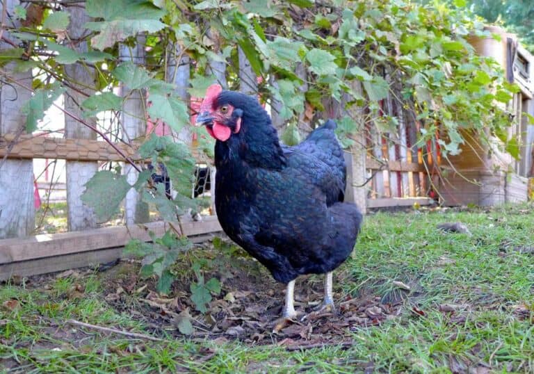 Can Chickens Eat Cucumbers? (The Easy, Delicious, Nutritious Way)