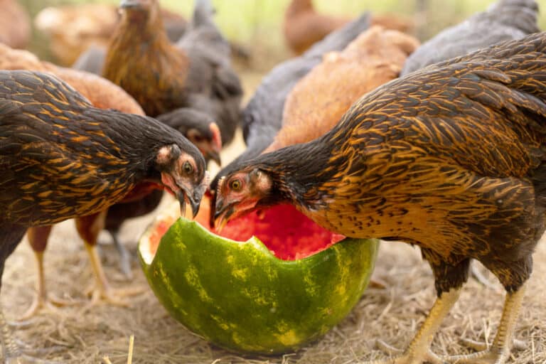 Can Chickens Eat Watermelon? (The Correct Way To Feed Them)