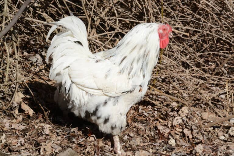 Chantecler Chicken: Everything You Need To Know About This Breed