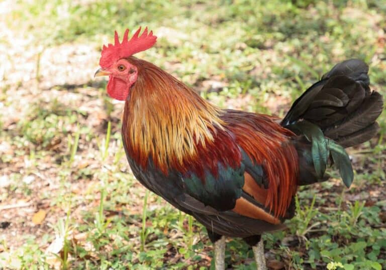 Cubalaya Chickens: Everything You Need to Know