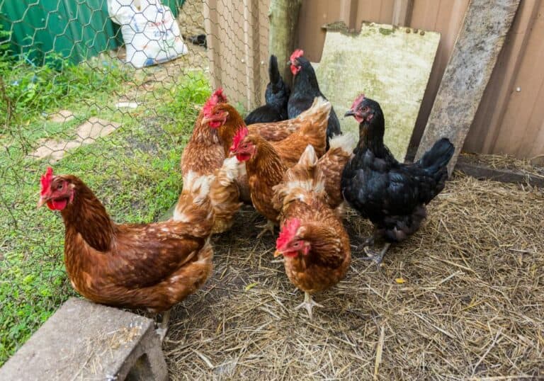 Diatomaceous earth for chickens (Why And How To Use It)