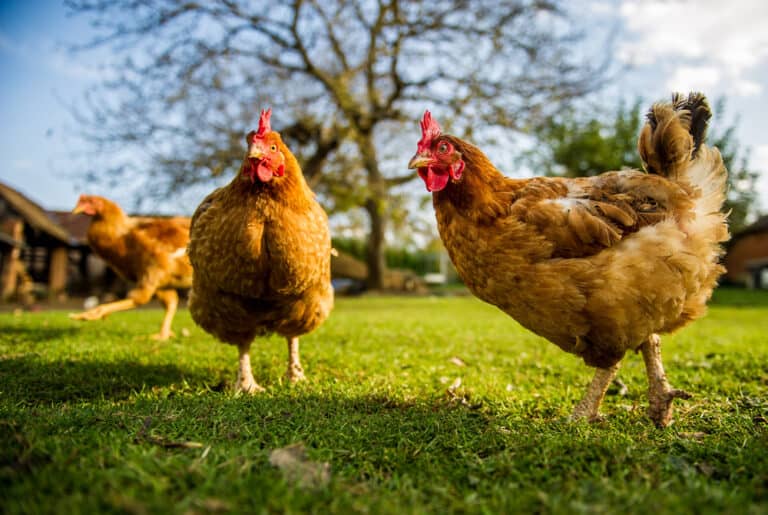 Do Chickens Eat Grass? (Everything You Need To Know)