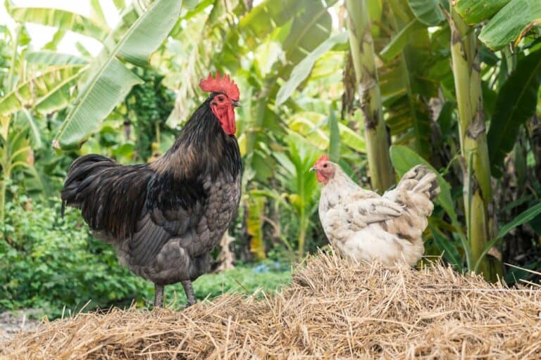 Do Chickens Need A Rooster To Lay Eggs?