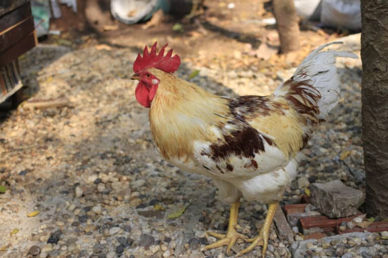 Dutch Bantam: Everything You Need To Know About This Breed