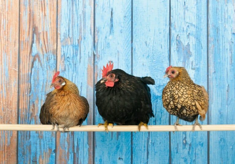 20 Best Fancy Chicken Breeds (Updated 2023)