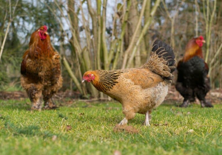 Fowl Pox in Chickens (Prevention, Causes, and Treatment)