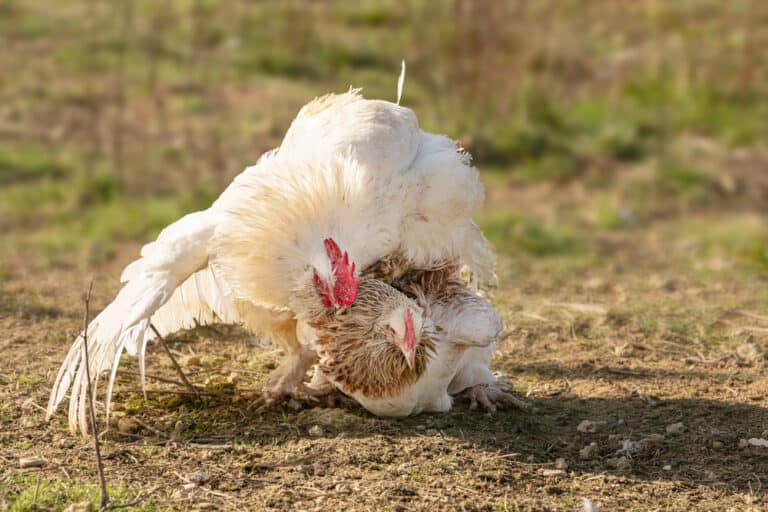 How Do Chickens Mate? Everything You Need to Know