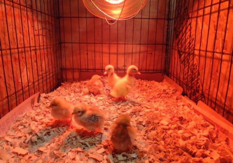 How Long Do Chicks Need a Heat Lamp? (Ultimate Guide)
