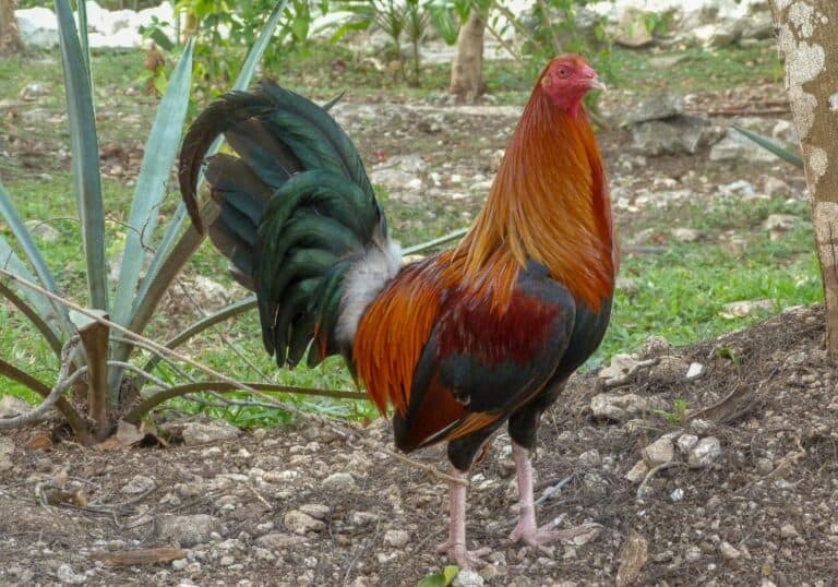 How Long Do Roosters Live? (Average Lifespan & Influencing Factors)