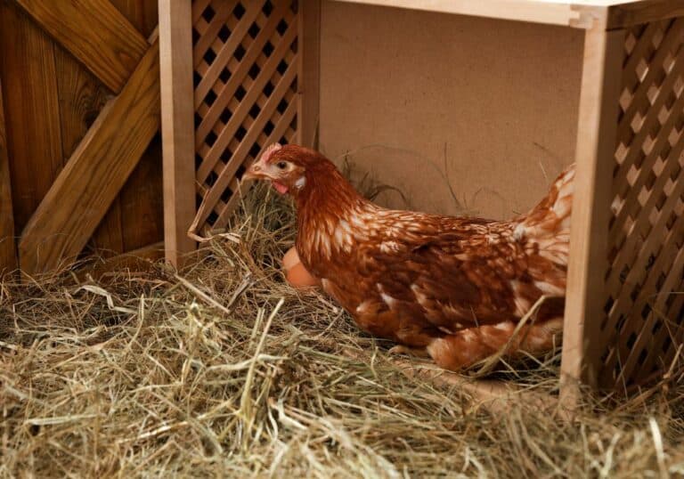 How Many Nesting Boxes Per Chicken? (Detailed Answers)