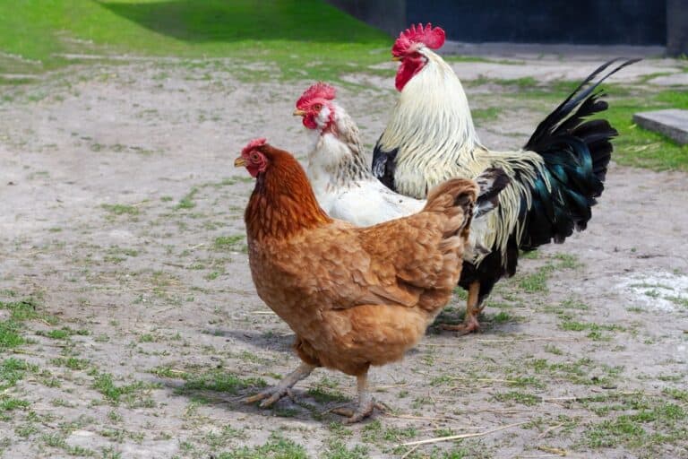 How Many Roosters Per Hen? (The Ideal Ratio)