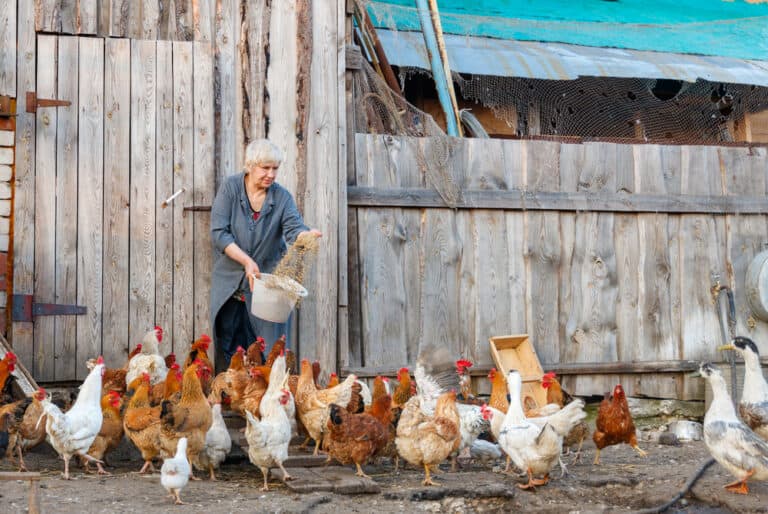 How Much Does It Cost To Raise Chickens?
