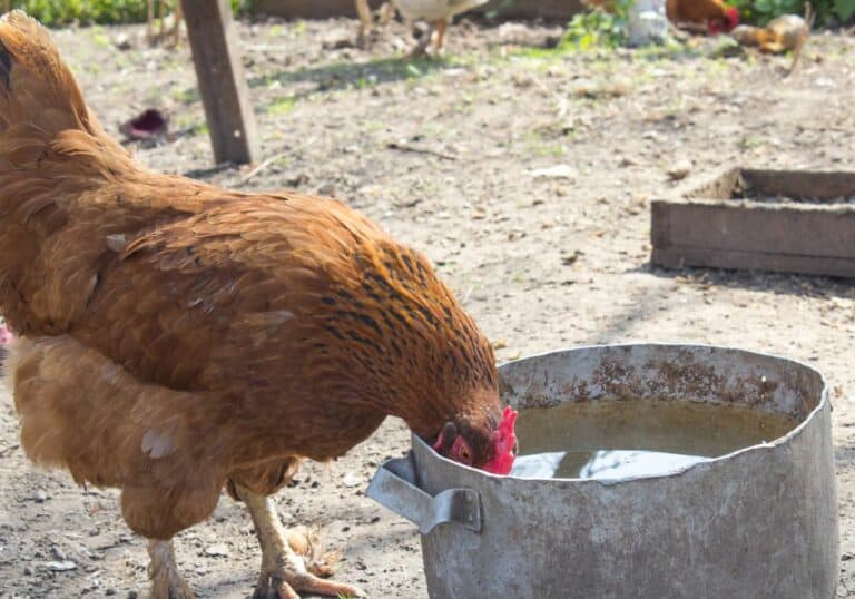 How Much Water Do Chickens Drink? (All You Need To Know)