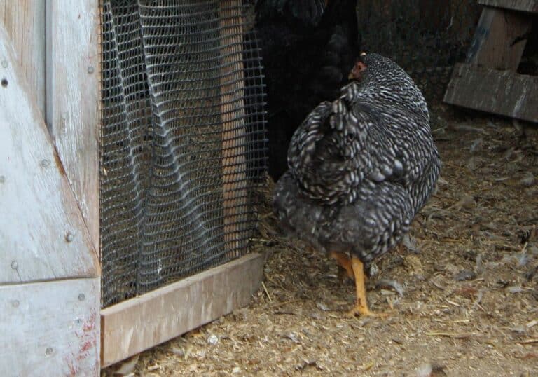 How to Protect Chickens from Predators? (Step-by-Step Guide)