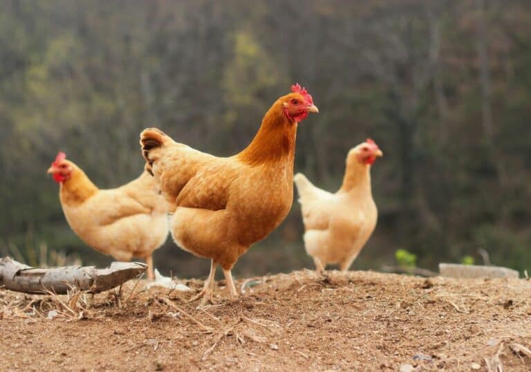 How To Raise Chickens?(Beginner’s Guide)