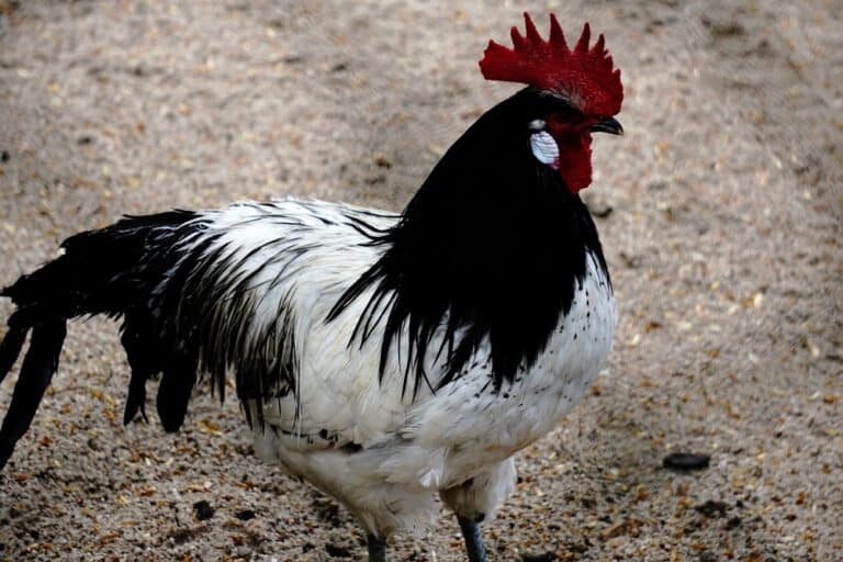 Lakenvelder Chicken: Everything You Need To Know About This Breed