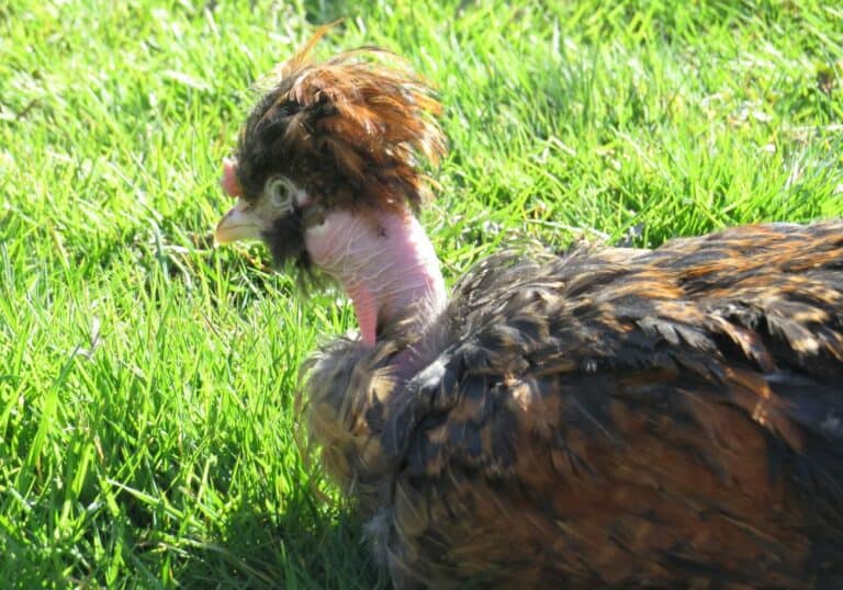Naked Neck Chicken (Everything You Need To Know!)