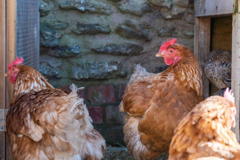 Red Ranger Chicken: Everything You Need To Know About This Breed