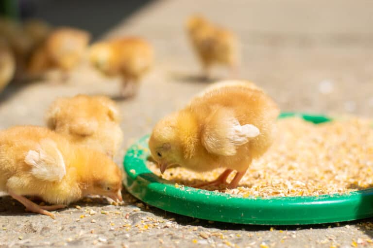 What Do Baby Chicks Eat? (Beginner Tips To Feed Chicks)