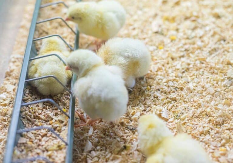 When to Buy Chicks? (Caring & Buying Tips)