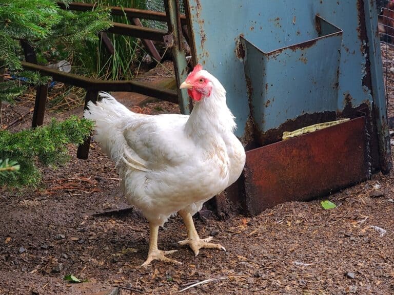White Rock Chicken: Everything to Know About This Breed