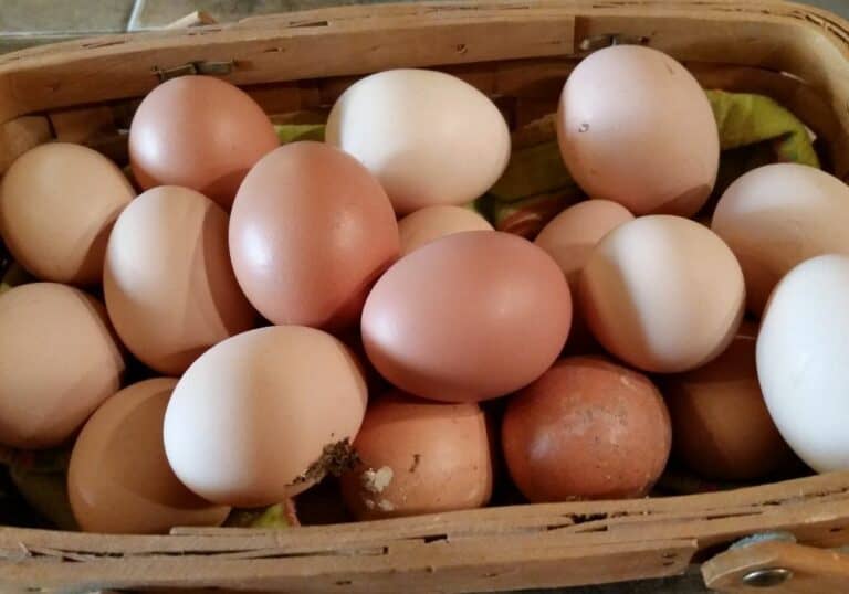 Why do Chickens Lay Different Colored Eggs? (Reasons & Common Breeds)