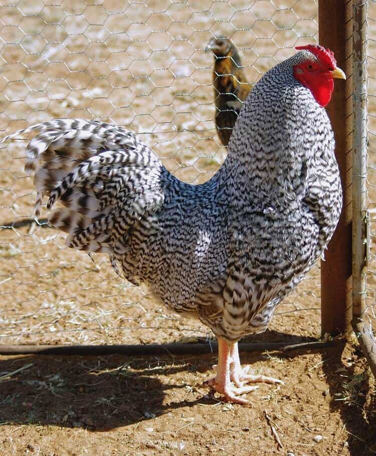 10. Dominique Chicken