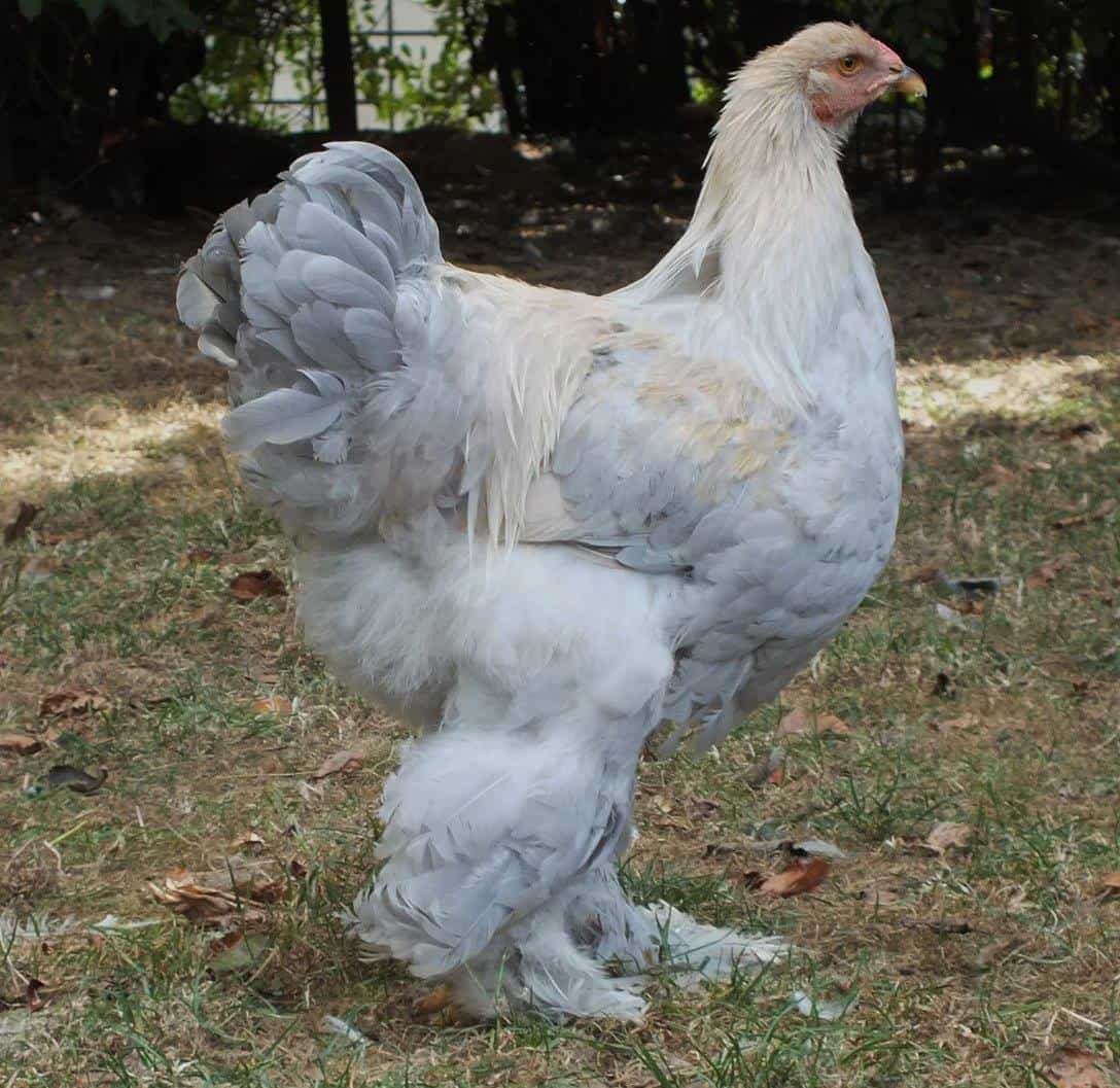 2. Brahma Chicken