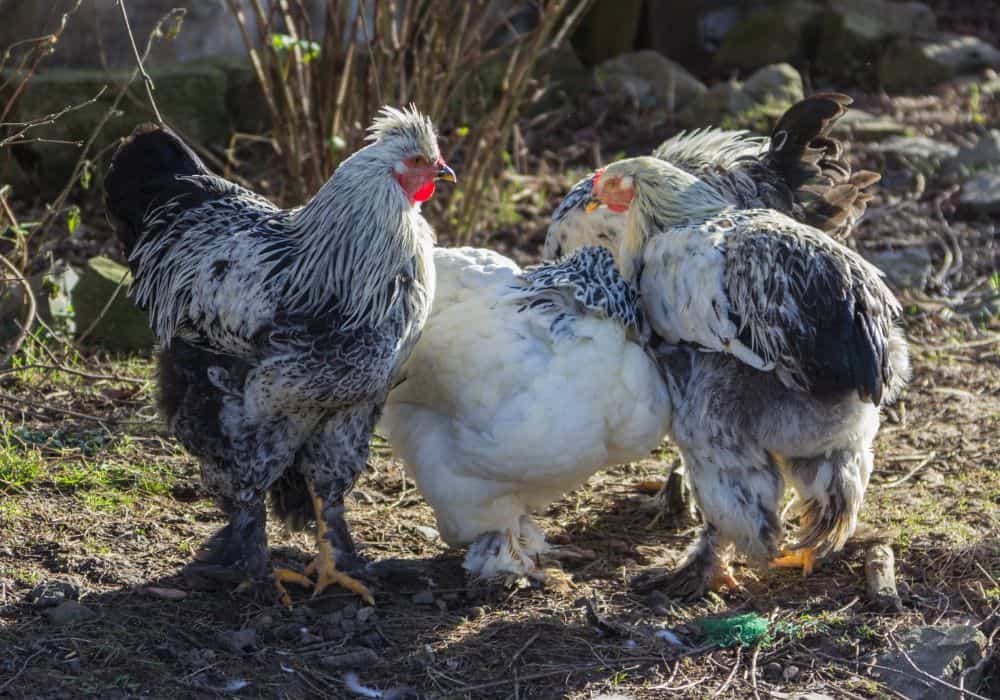5 Most Deadly Chicken Diseases