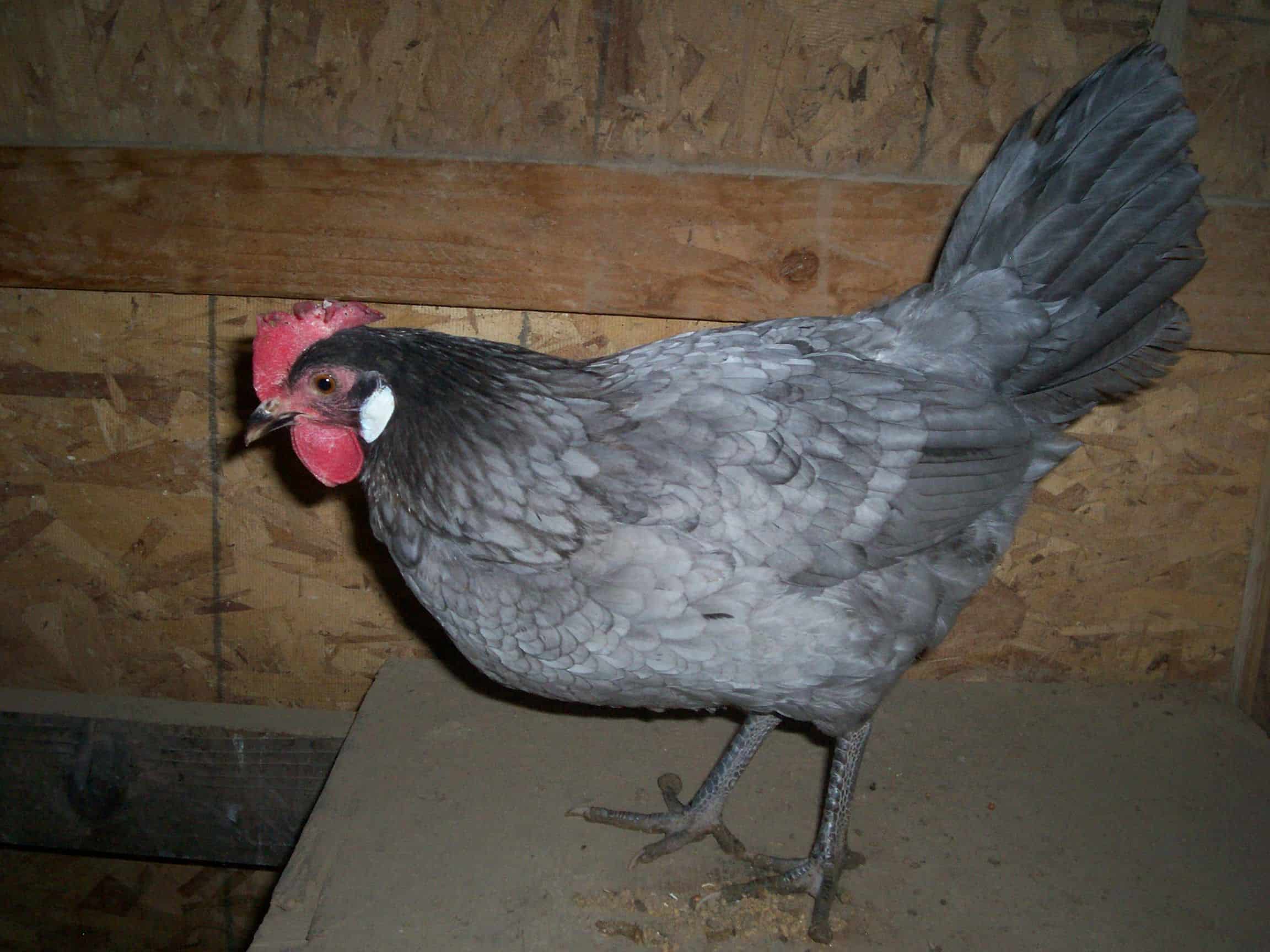 California Gray Chicken
