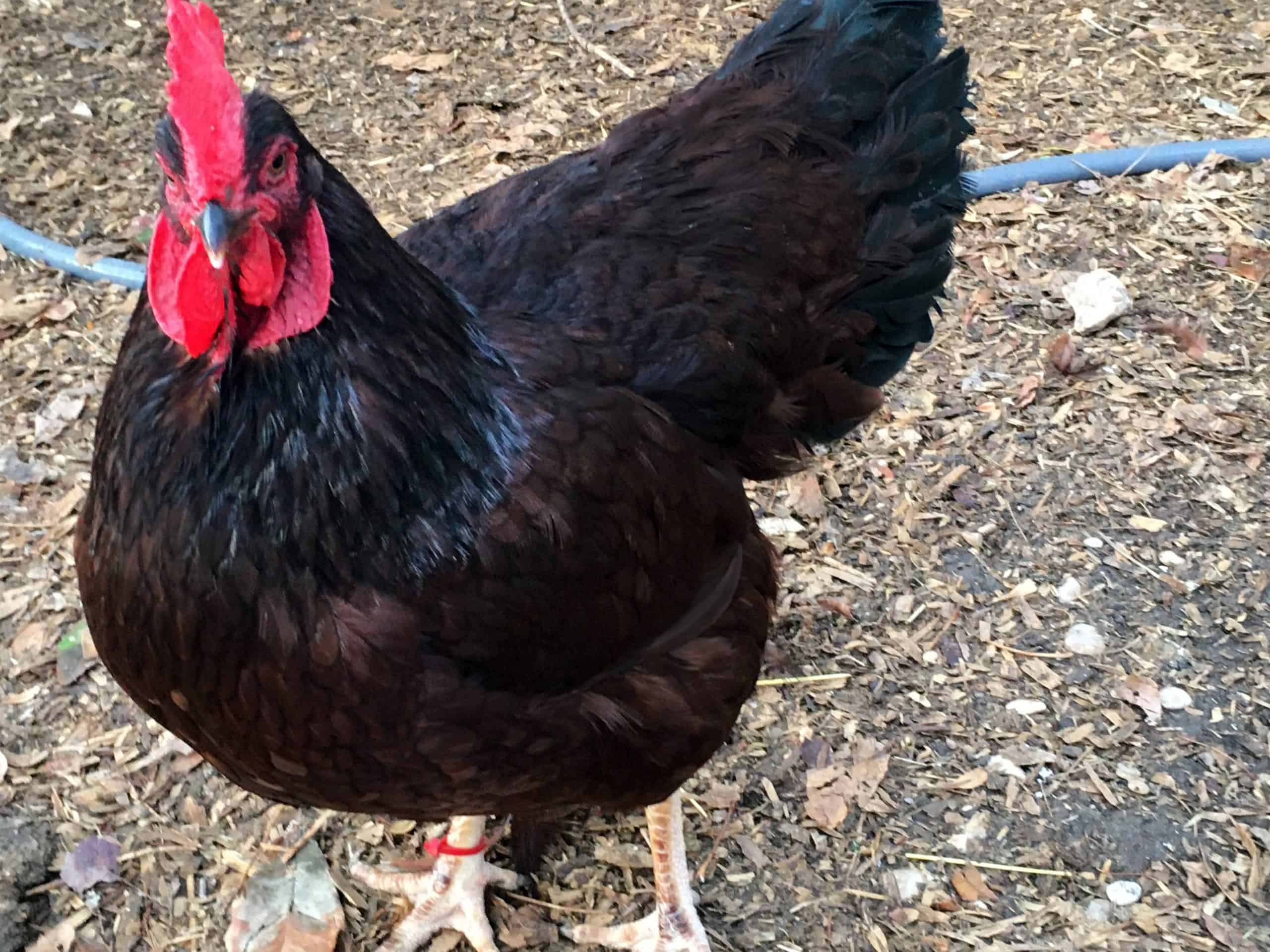 Caring for Rhode Island Red Rooster