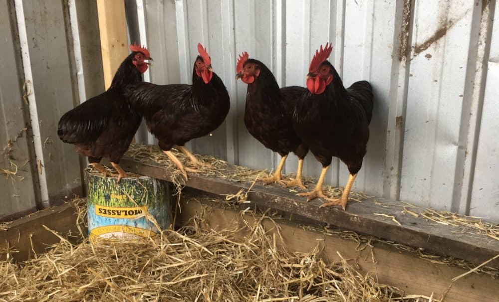 Distinguishing the Rhode Island Red Rooster from a Hen