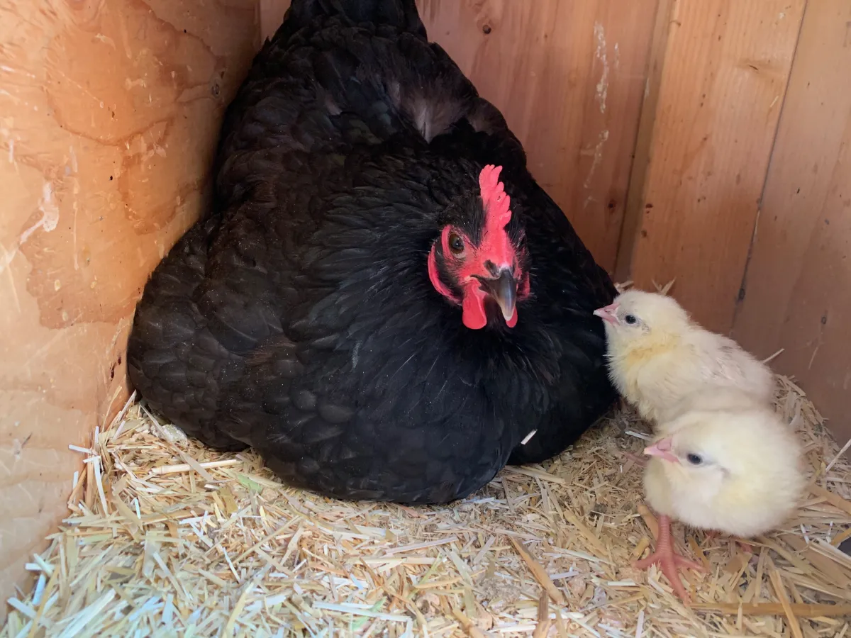 Do Broody Hens Get Sad When Eggs Are Taken?