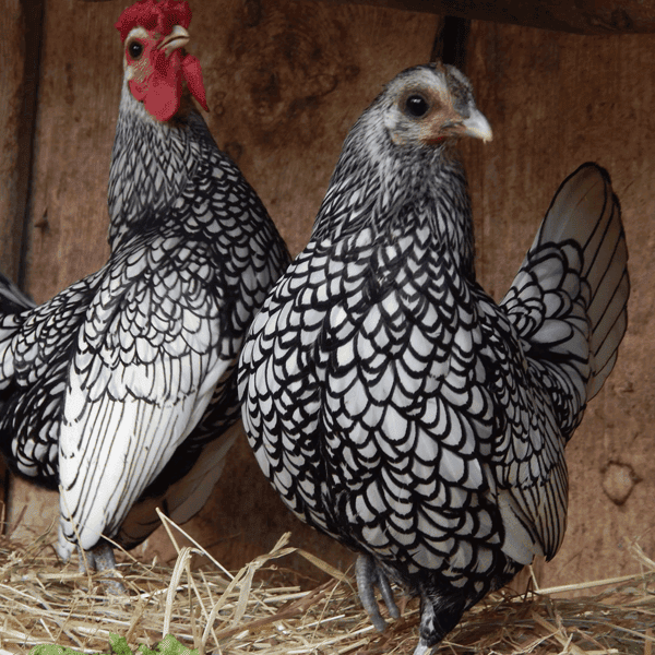 Feeding and Housing Sebright Chickens