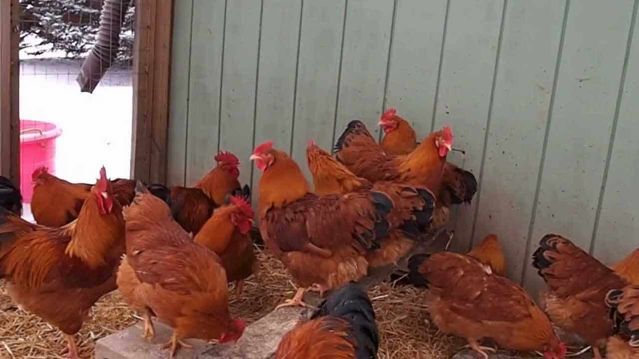 Feeding and Housing a New Hampshire Chicken