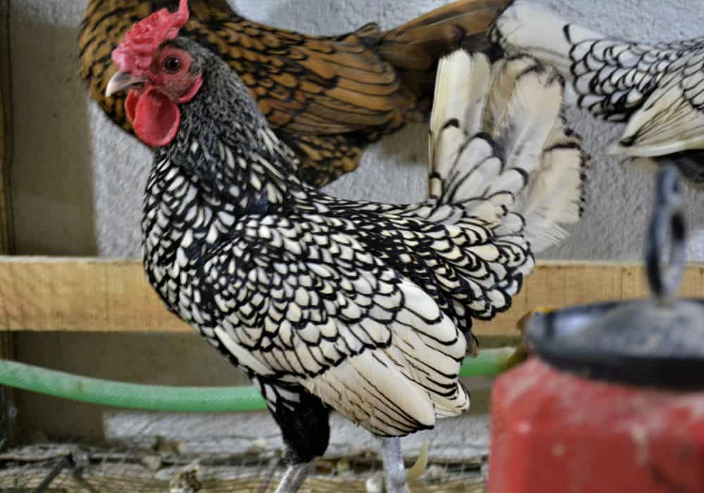 History and Origin of Sebright Chicken