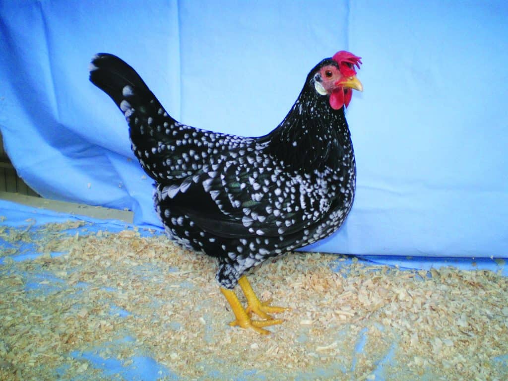 History and Origin of the Ancona Chicken