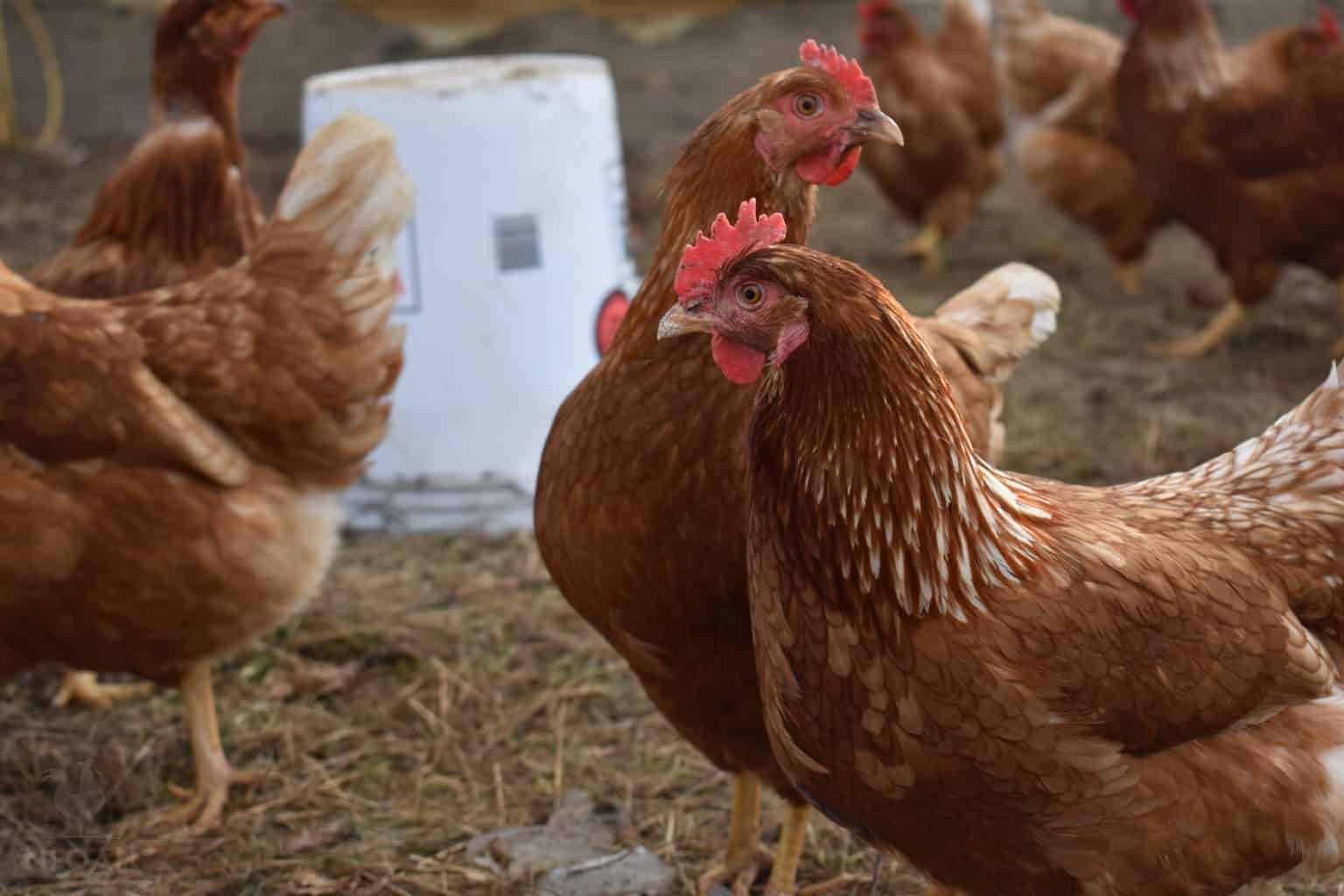 History and Origin of the New Hampshire Chicken