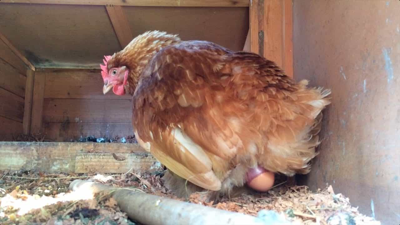 How To Chickens Lay Eggs