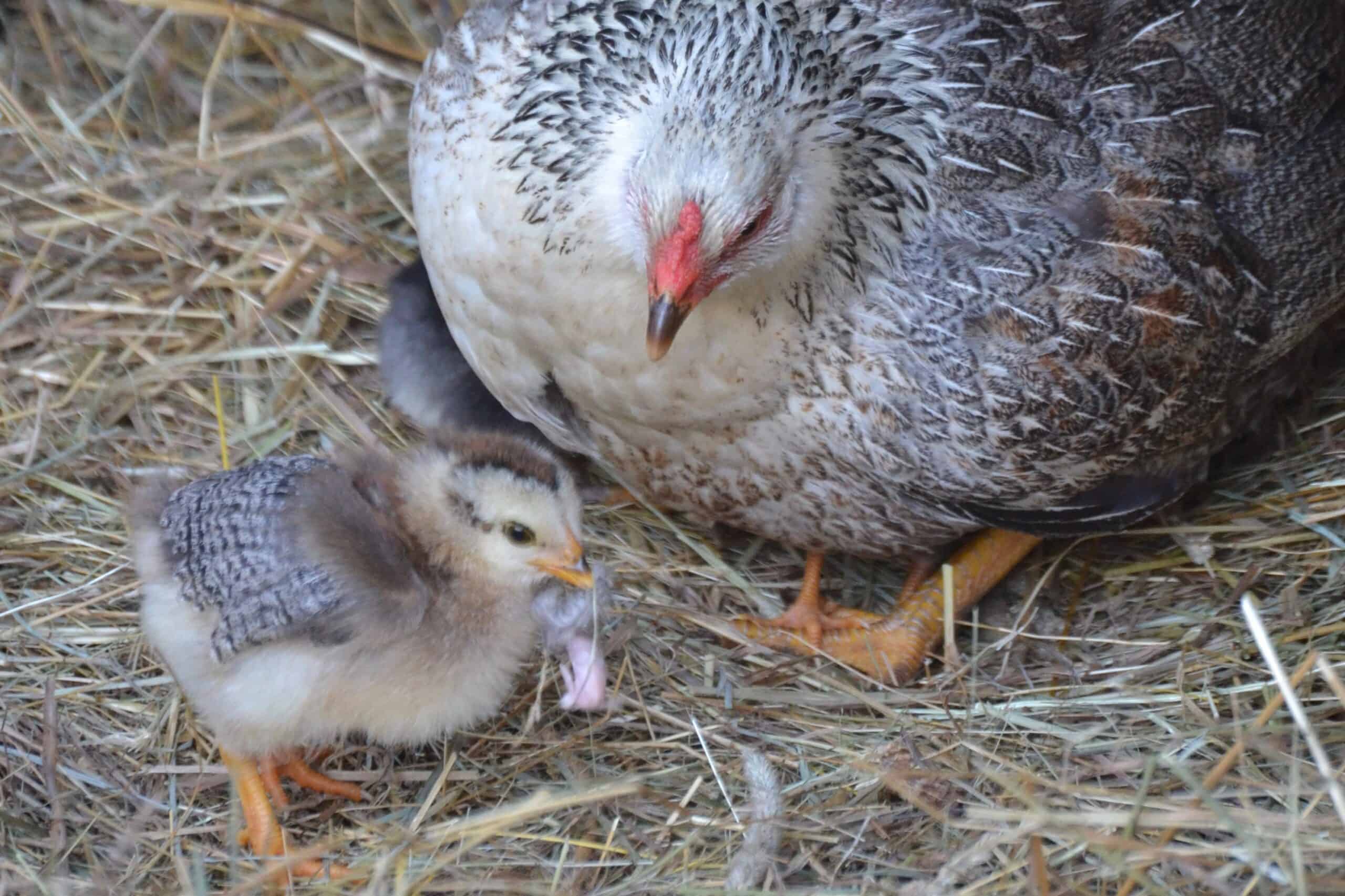 How To Prevent a Broody Hen