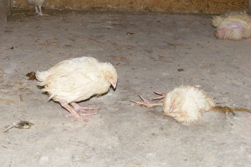 How to Spot Coccidiosis in Chickens