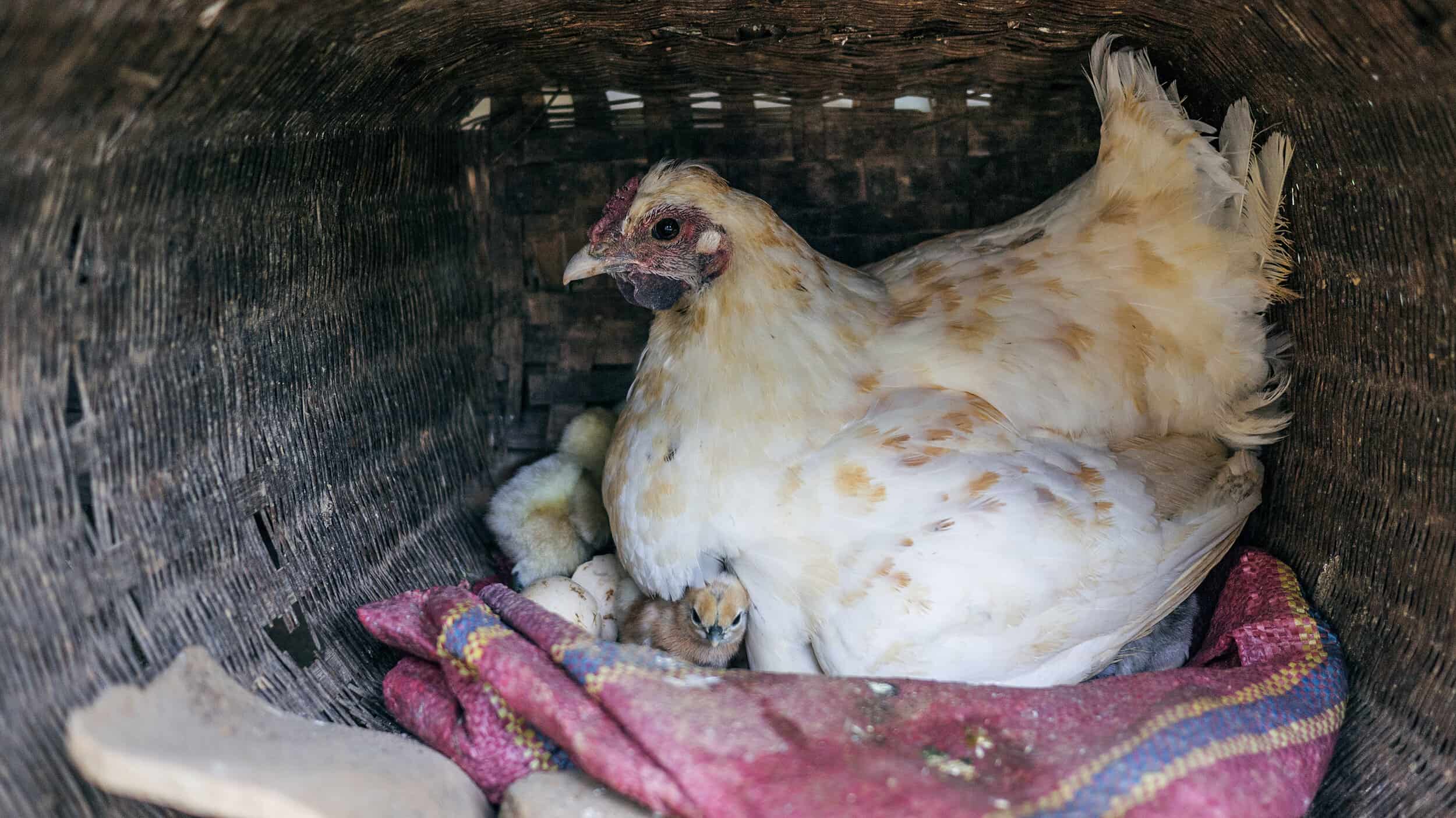 How to Stop Hens Being Broody