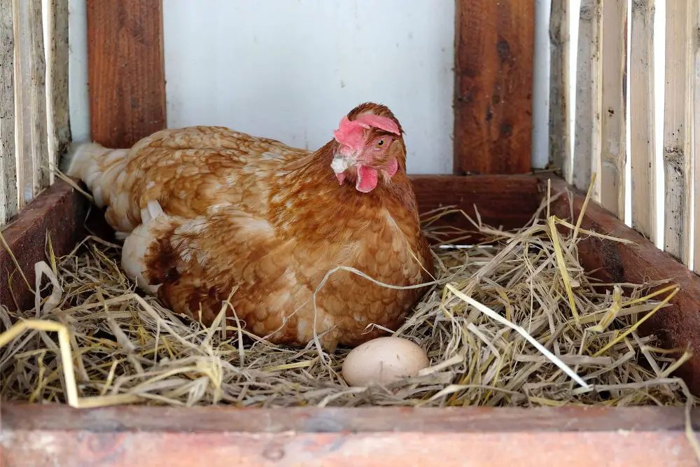 Is It Ethical to Break a Broody Hen?