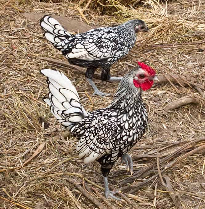 Physical Characteristics of Sebright Chickens