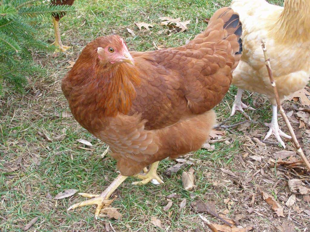 Physical Characteristics of the New Hampshire Chicken