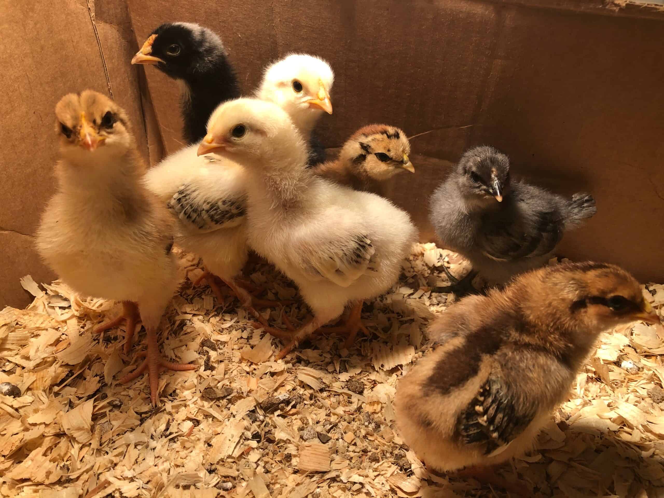 Pros of Using a Broody Hen