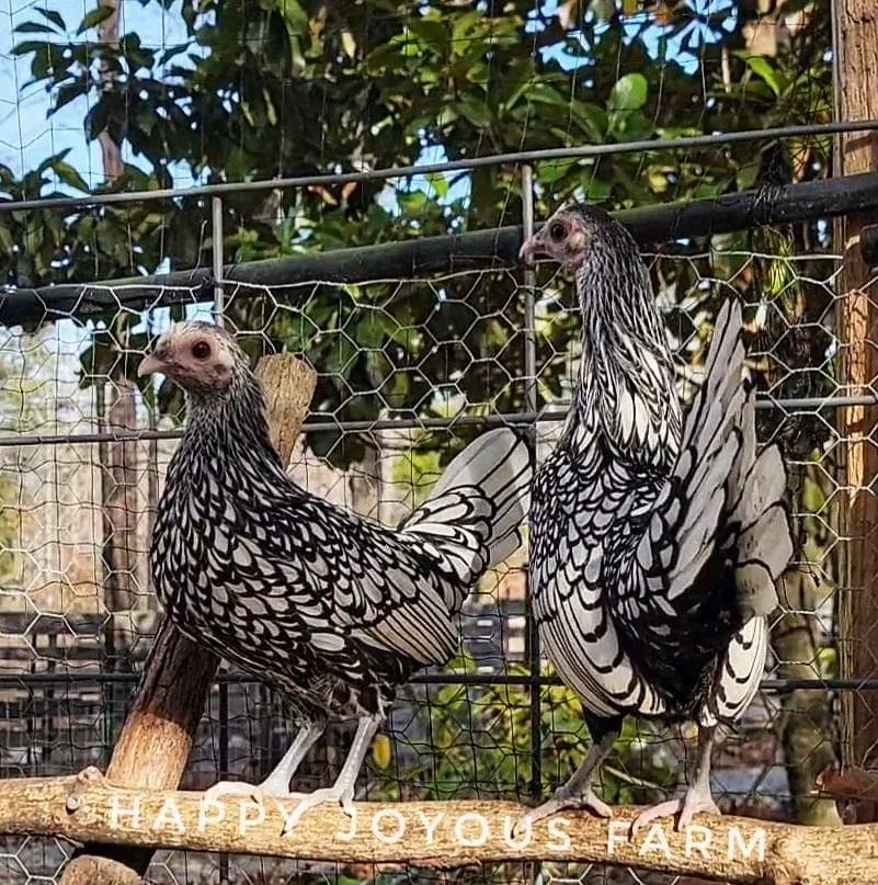 Reasons to Keep Sebright Chickens