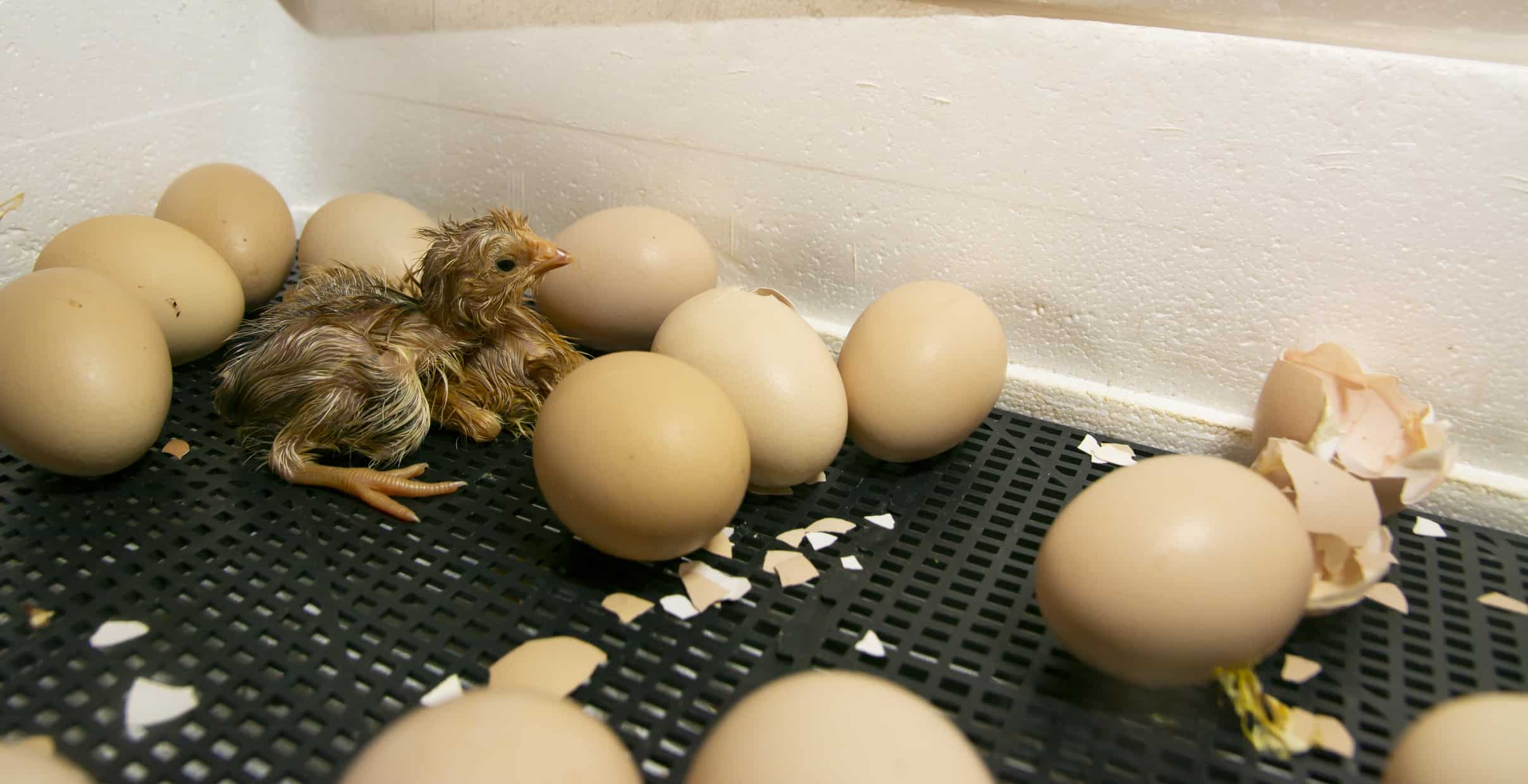 Should I Use an Incubator or a Broody Hen?