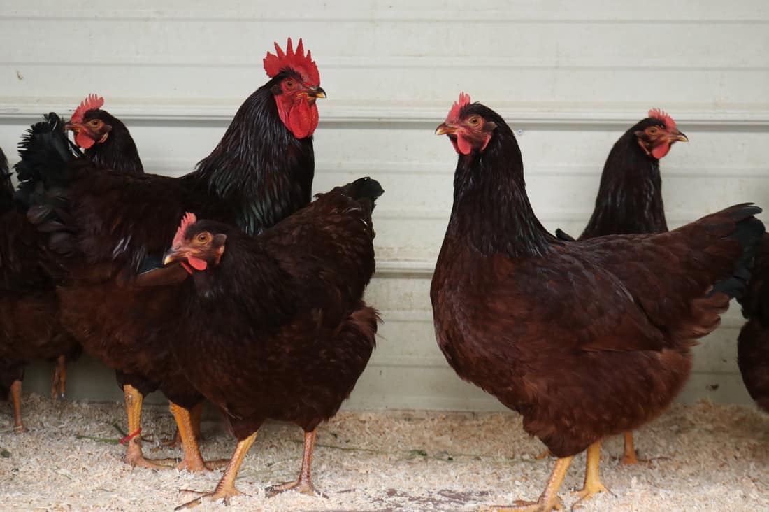 The appearance of Rhode Island Red Roosters